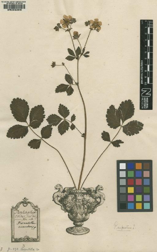 Potentilla rupestris L. - BM000628649