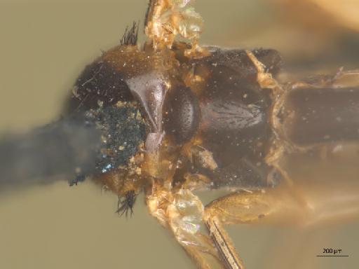 Orfelia antica (Walker) - Platyura_antiqua_Orfelia_nigricornis-BMNH236644-thorax_c.jpg