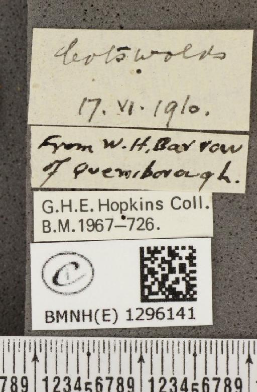 Maculinea arion eutyphron ab. marginata le Chamberlin, 1908 - BMNHE_1296141_label_147179