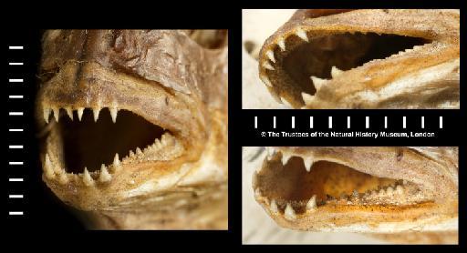 Chrysophrys cuvieri Day, 1875 - BMNH 1975.9.30.21, SYNTYPE, Chrysophrys cuvieri, teeth