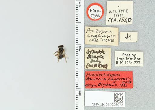 Andrena (Tarsandrena) angarensis Cockerell, T., 1929 - 014025073_834113_449081-