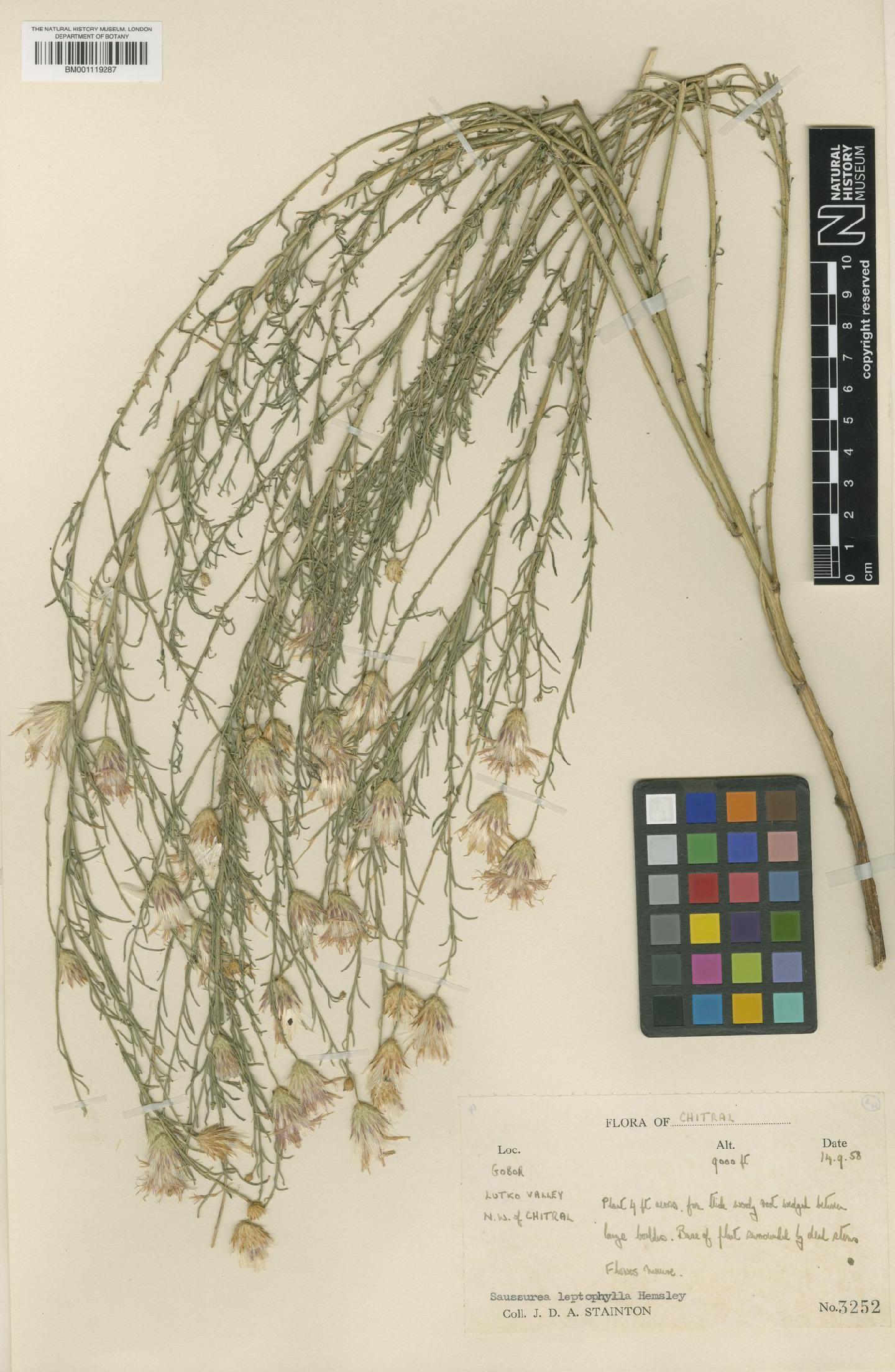 To NHMUK collection (Saussurea leptophylla Hemsl.; NHMUK:ecatalogue:7973514)