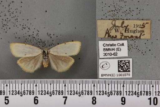 Cybosia mesomella (Linnaeus, 1758) - BMNHE_1661070_284753