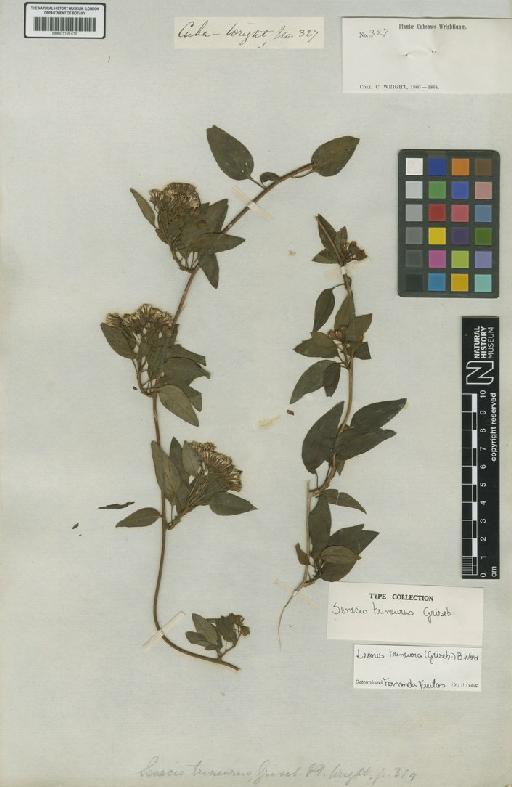 Senecio trineurus Griseb. - BM001191416