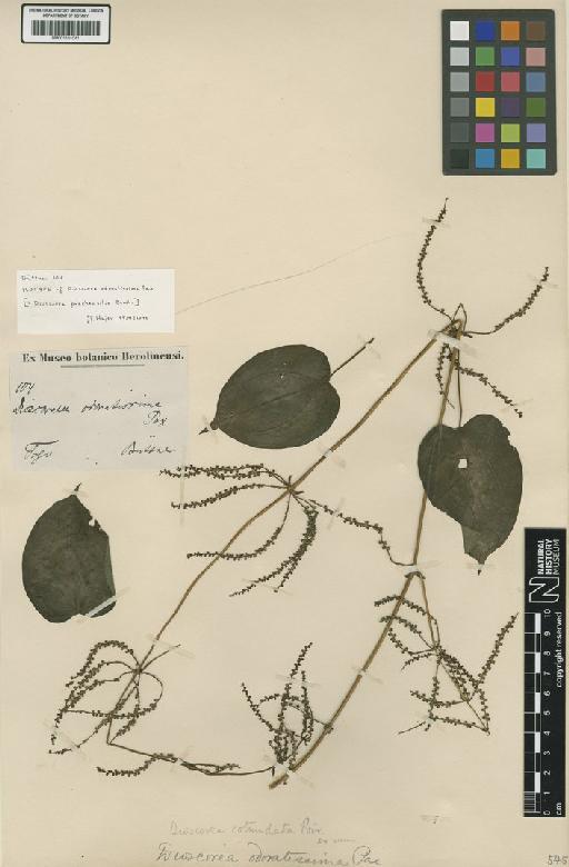 Dioscorea praehensilis Benth. - BM001191041