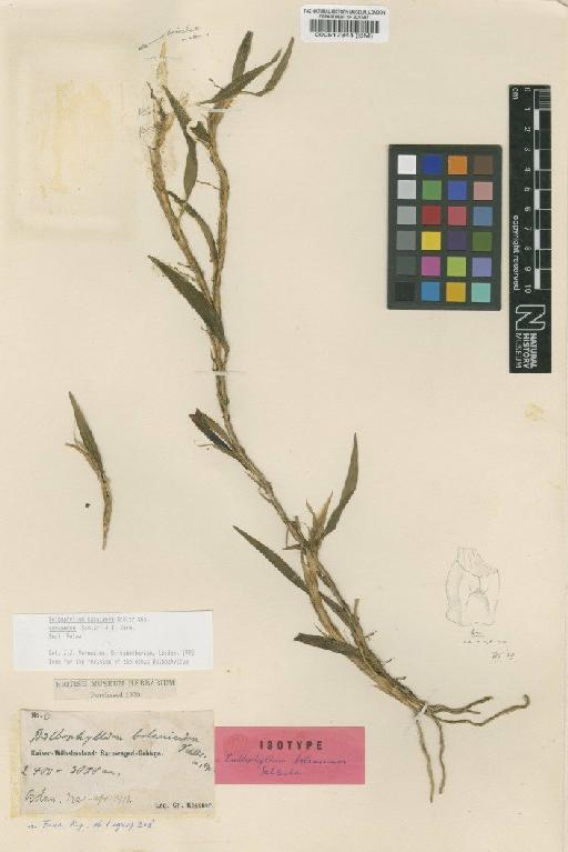 Bulbophyllum savaiense subsp. gorumense (Schltr.) J.J.Verm. - BM000517344