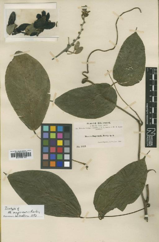 Mucuna mapirensis (Rusby) J.F.Macbr. - BM000931433