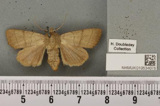 Charanyca trigrammica (Hufnagel, 1766) - NHMUK_010534078_587928