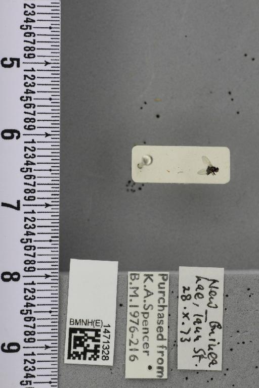 Melanagromyza metallica Thomson, 1869 - BMNHE_1471328_45884