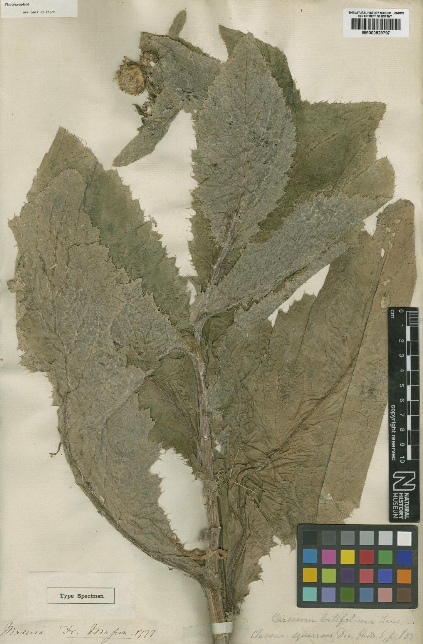 To NHMUK collection (Cirsium latifolium Lowe; Type; NHMUK:ecatalogue:4601046)