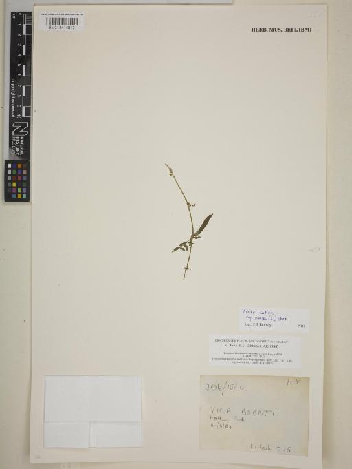 Vicia sativa subsp. nigra (L.) Ehrh. - BM013414619