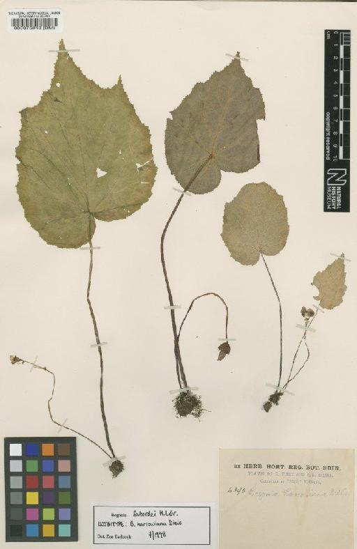 Begonia labordei H.Lév. - BM000075818