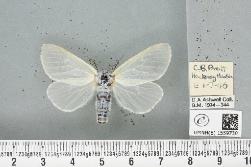 Leucoma salicis (Linnaeus, 1758) - BMNHE_1559730_250850