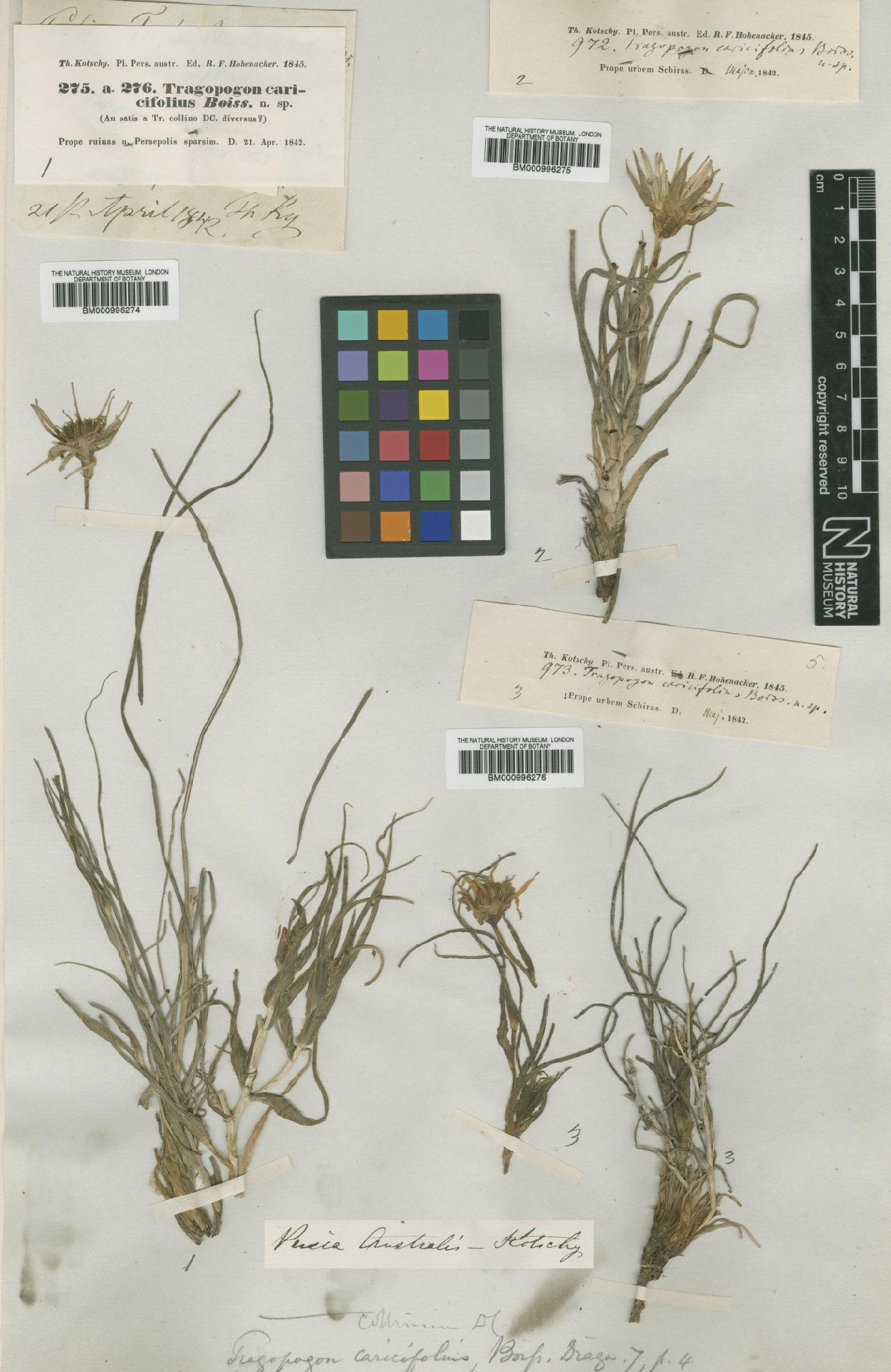 To NHMUK collection (Tragopogon collinus DC.; Type; NHMUK:ecatalogue:481209)