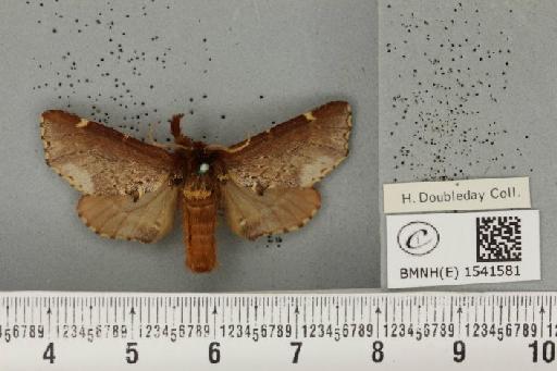 Odontosia carmelita (Esper, 1798) - BMNHE_1541581_248270