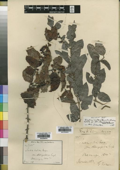 Scutia myrtina var. oblongifolia (Engl.) Brenan - BM000838535