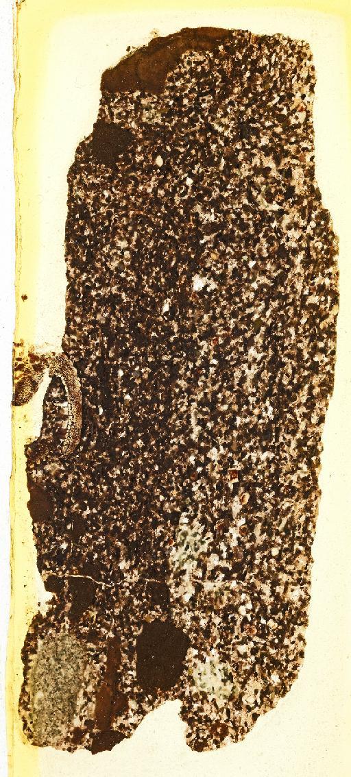 Onchus tenuistriatus infraphylum Gnathostomata Agassiz, 1837 - NHMUK PV OR 45975 Onchus tenuistriatus