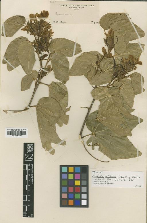 Bauhinia retifolia (Standl.) Britton & Rose - BM000952204