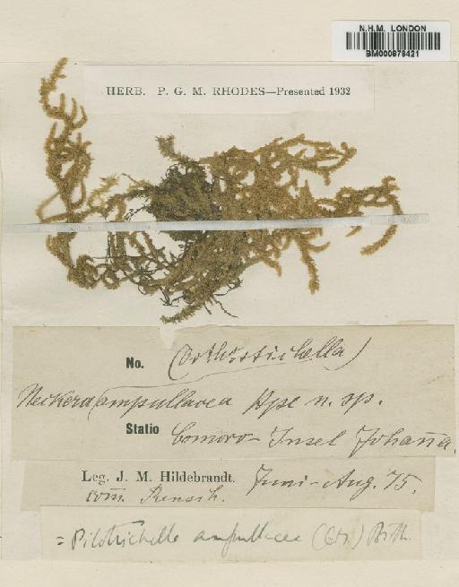 Orthostichella ampullacea (Müll.Hal.) Allen & Magill - BM000878421