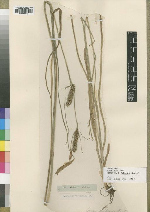 Carex clavata Thunb. - BM000922732