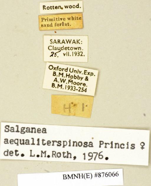 Salganea aequaliterspinosa Princis, 1951 - Salganea aequaliterspinosa Princis, 1951, female, non type, labels. Photographer: Edward Baker. BMNH(E)#876066