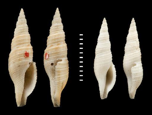 Pleurotoma axis Reeve, 1846 - 1963795