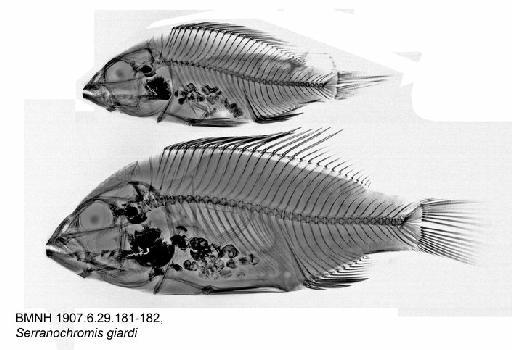 Haplochromis diplotaenia Regan & Trewavas, 1928 - BMNH 1907.6.29.181-182, Serranochromis giardi, Radiograph