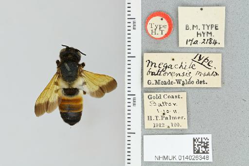 Megachile (Pseudomegachile) battorensis Meade-Waldo, 1912 - 014026348_835584_600256-