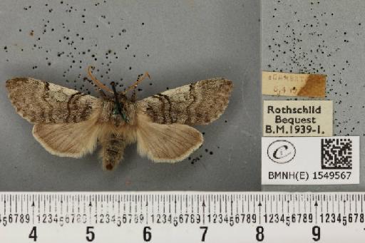 Achlya flavicornis scotica Tutt, 1888 - BMNHE_1549567_239204