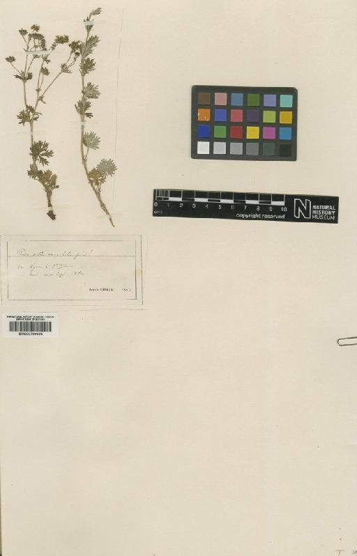 Potentilla calabra Ten. - BM000750685