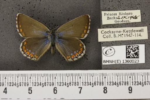 Lysandra bellargus ab. cuneo-marginata Tutt, 1909 - BMNHE_1360023_181610