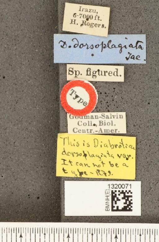 Paranapiacaba dorsoplagiata (Jacoby, 1887) - BMNHE_1320071_label_17999