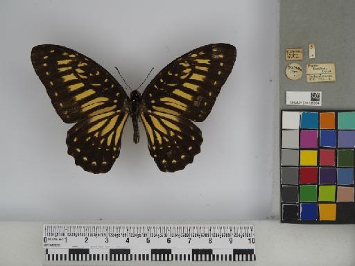 Graphium (Pathysa) deucalion (Boisduval, 1836) - 014185994 Graphium deucalion