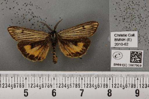 Coscinia striata (Linnaeus, 1758) - BMNHE_1667969_355623