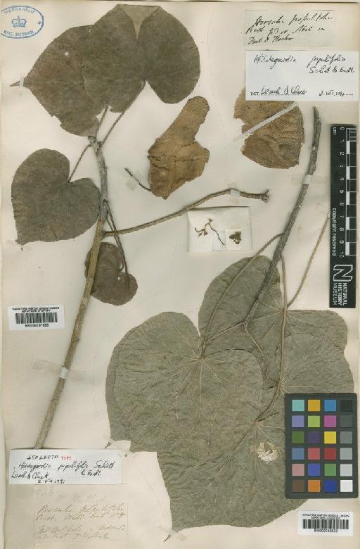 Hildegardia populifolia Schott & Endl. - BM000797853