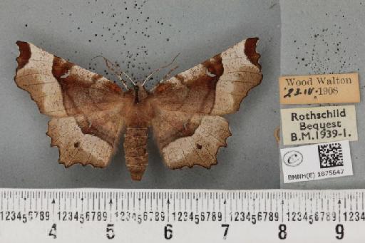 Selenia tetralunaria tetralunaria (Hufnagel, 1767) - BMNHE_1875647_448625