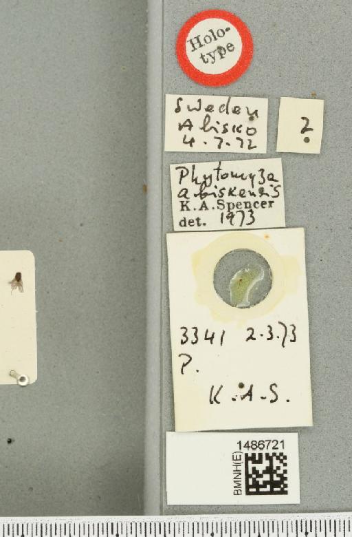 Phytomyza abiskensis Spencer, 1976 - BMNHE_1486721_label_52974