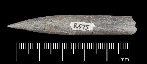 Simpsonibelus expansus (Simpson) - PI CC 1558 - belemnite