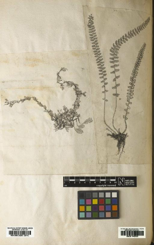 Notholaena trichomanoides var. subnuda Jenman - BM001046659