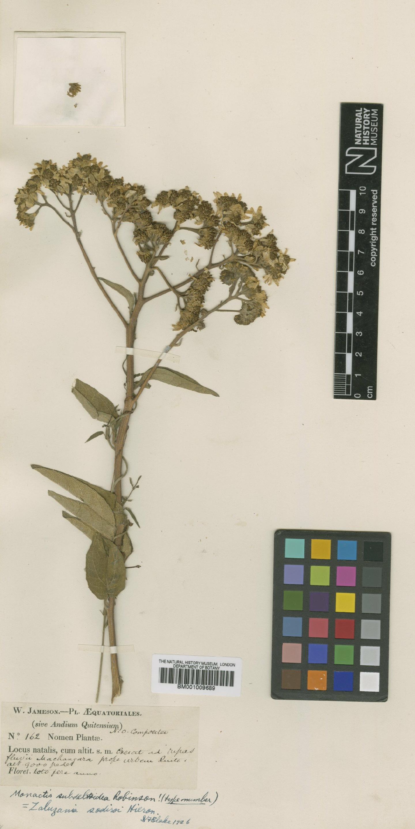 To NHMUK collection (Kingianthus sodiroi (Hieron.) H.Rob.; TYPE; NHMUK:ecatalogue:619777)