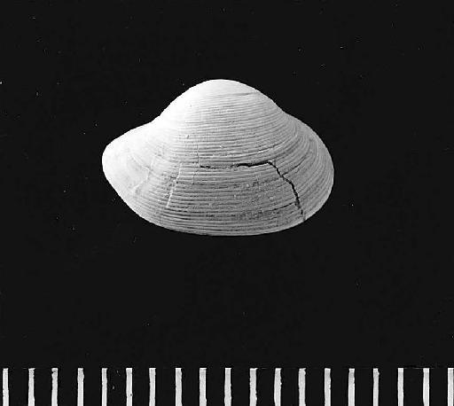 Nuculana phaseolina (Michelin 1836) - PI L 4969 right_ext