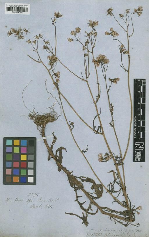 Erechtites valerianifolia (Wolf) DC. - BM001024003