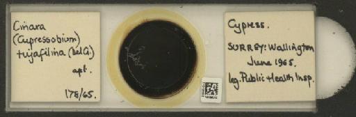 Cinara (Cupressobium) tujafilinus Del Guercio, 1909 - 010129603_112974_1093875