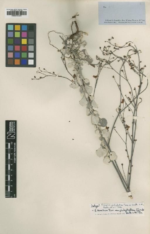 Eriogonum tenellum var. platyphyllum (Torr. ex Benth.) Torr. - BM001024531
