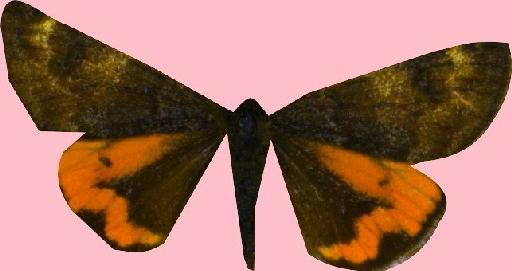 Boudinotiana notha (Hübner, 1803) - BMNH(E)_1707356