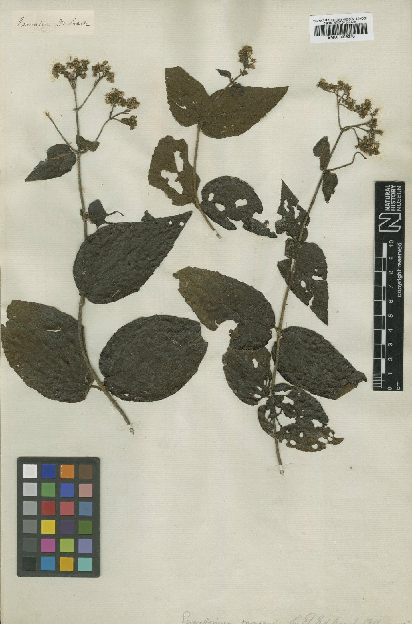 To NHMUK collection (Koanophyllon montanum (Sw.) R.M.King & H.Rob.; Type; NHMUK:ecatalogue:562094)