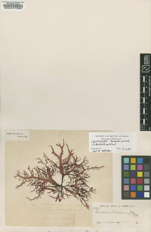 Meristiella gelidium (J.Agardh) D.P.Cheney & P.W.Gabrielson - BM000044019