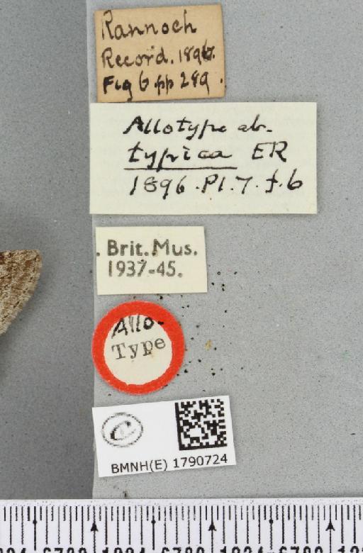 Epirrita autumnata ab. approximaria Weaver, 1852 - BMNHE_1790724_label_360820