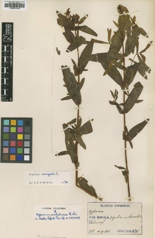 Hypericum ascyron subsp. gebleri (Ledeb.) N.Robson - BM000946463