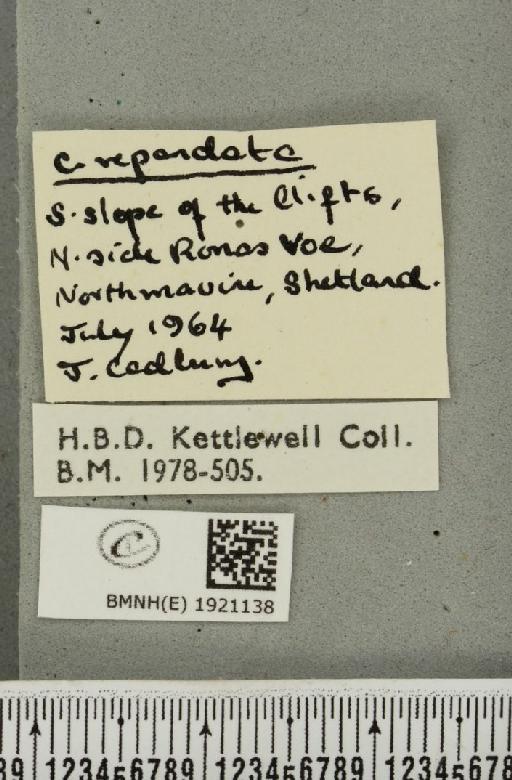 Alcis repandata repandata (Linnaeus, 1758) - BMNHE_1921138_label_476934